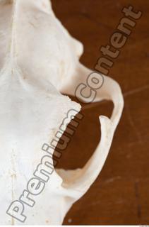 Skull photo reference 0106